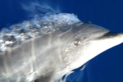 Hawaii - whale, underwater