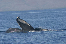 Identifying humpbacks