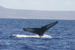Identifying humpbacks