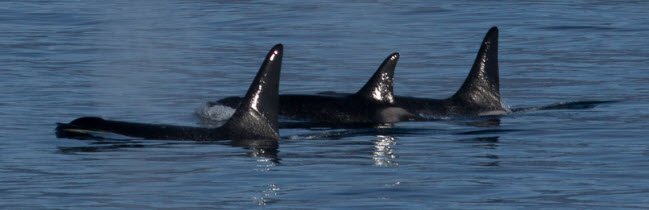 Three killer whales