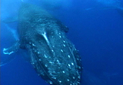 Humpback whale close up
