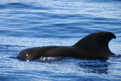 Hawaii - single killer whale