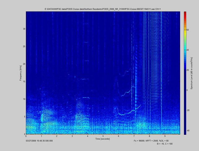 Spectrogram showing killer whale calls